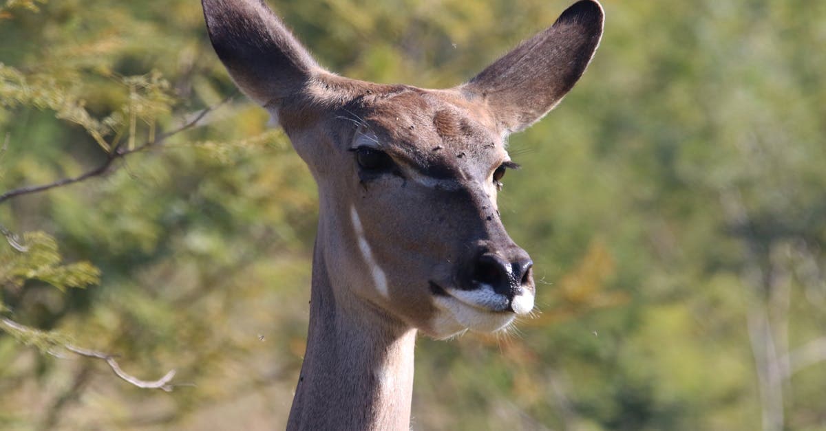 Cover Image for Explore Africa’s Wildlife Wonders: Tailored Safari Packages for the Adventurous